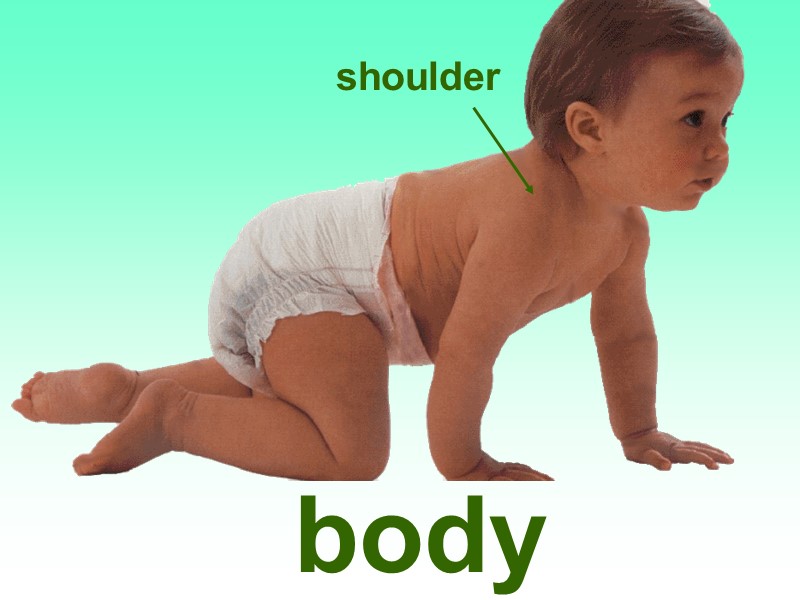 body shoulder